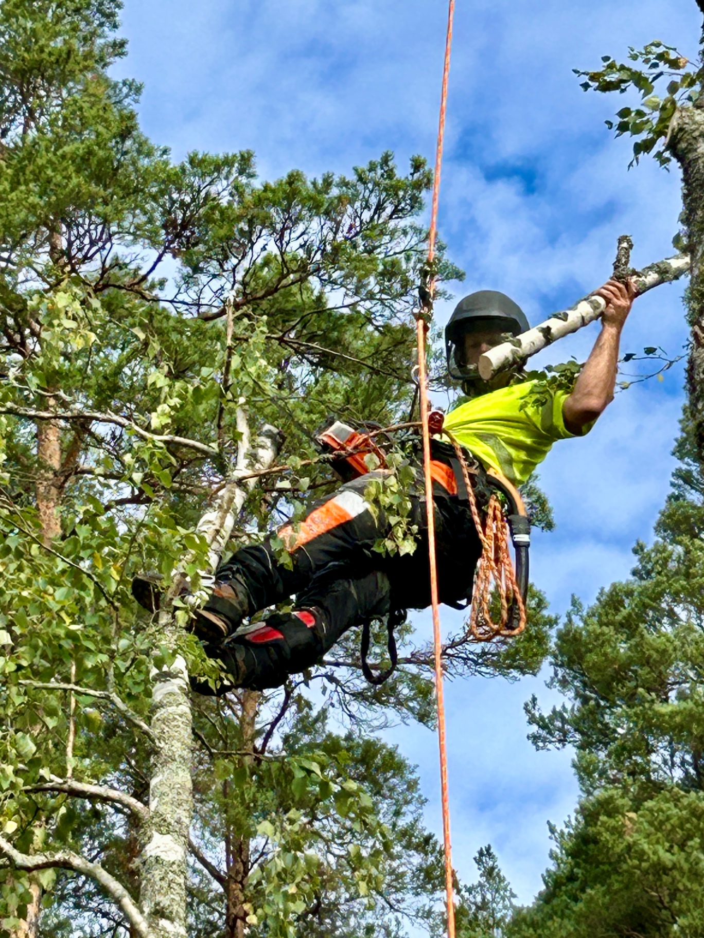 Klättrande arborist arbetar uppe i ett träd